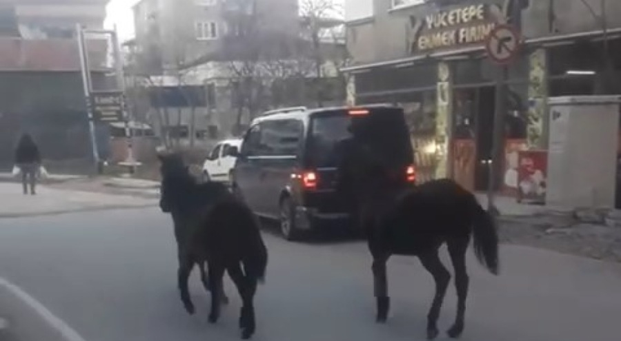 Bursa'da başıboş atlar trafiği tehlikeye soktu