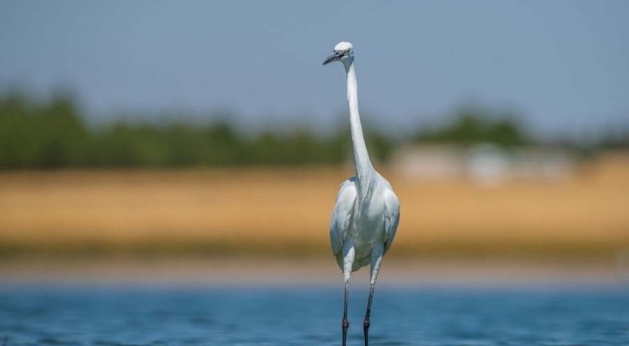 Kuş cennetinde yapılaşma alarmı!
