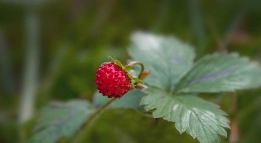 Ciltteki siğil ve aknelerin düşmanı mucizevi besin açıklandı!