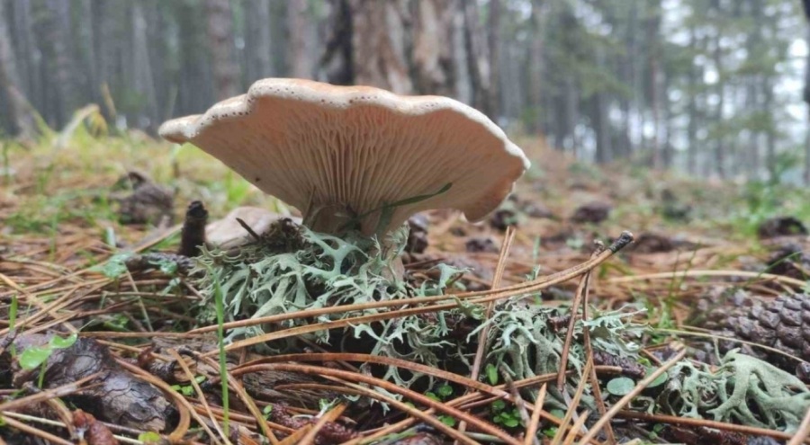 Mantar zehirlenmesine dikkat! Uzmanlar uyardı