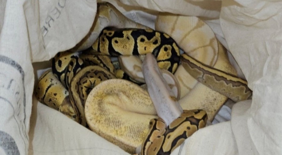 Türkiye'ye gelen trende onlarca piton yakalandı