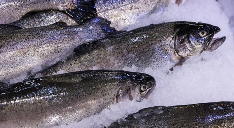 Tezgahlarda balık bolluğu yaşanıyor