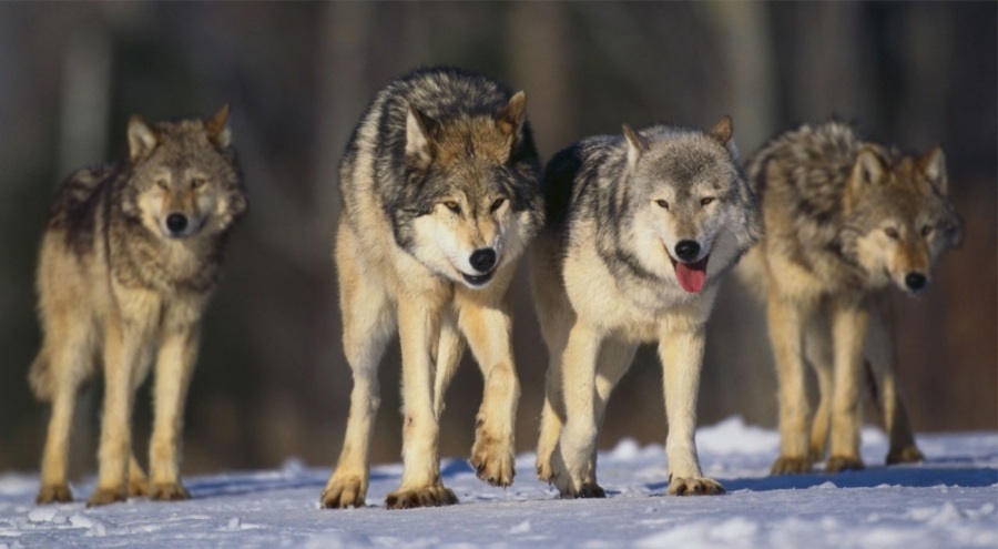 AB, kurtların avlanabilmesi için ilk adımı attı! WWF'den tepki geldi