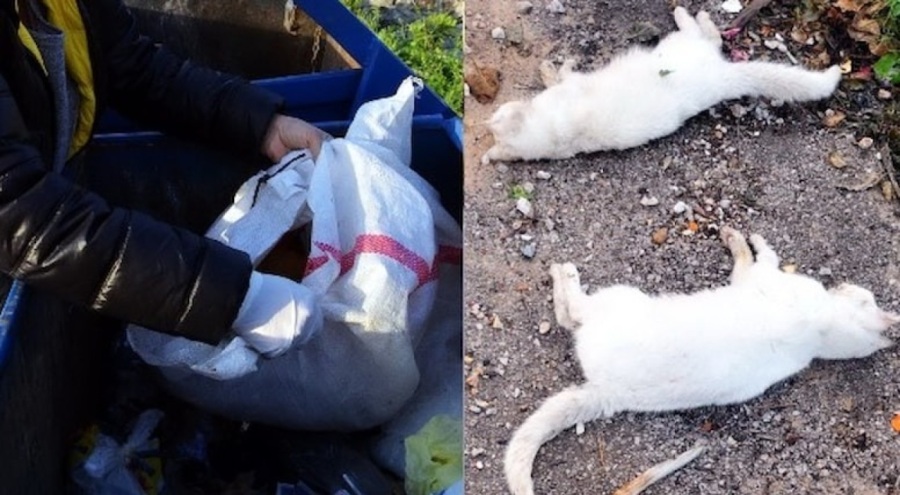 Canilik! Kedileri zehirleyip torbayla çöpe attılar
