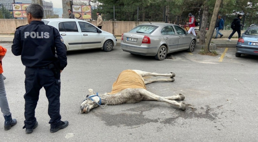 Bursa'da sokak ortasında başıboş at yere yığıldı!