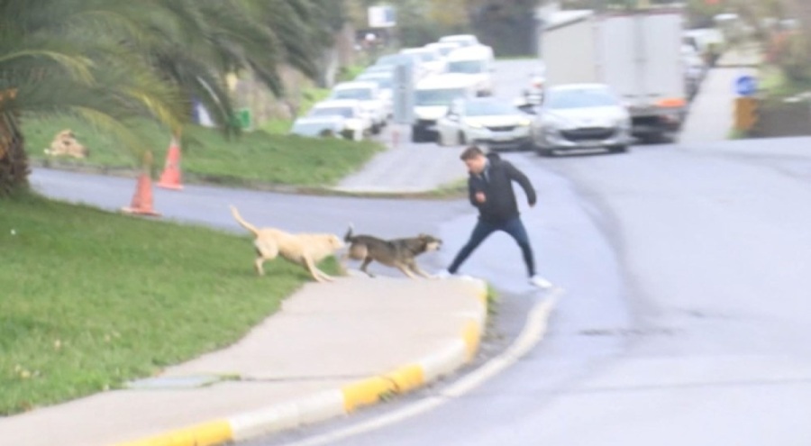 Başıboş köpekler yoldan geçenlere saldırdı