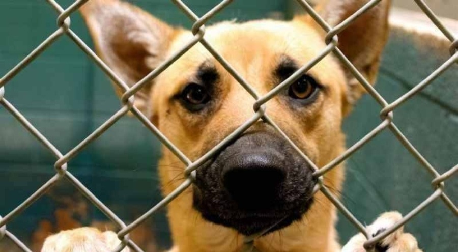 Hayvan nakillerine ilişkin düzenlemeye erteleme