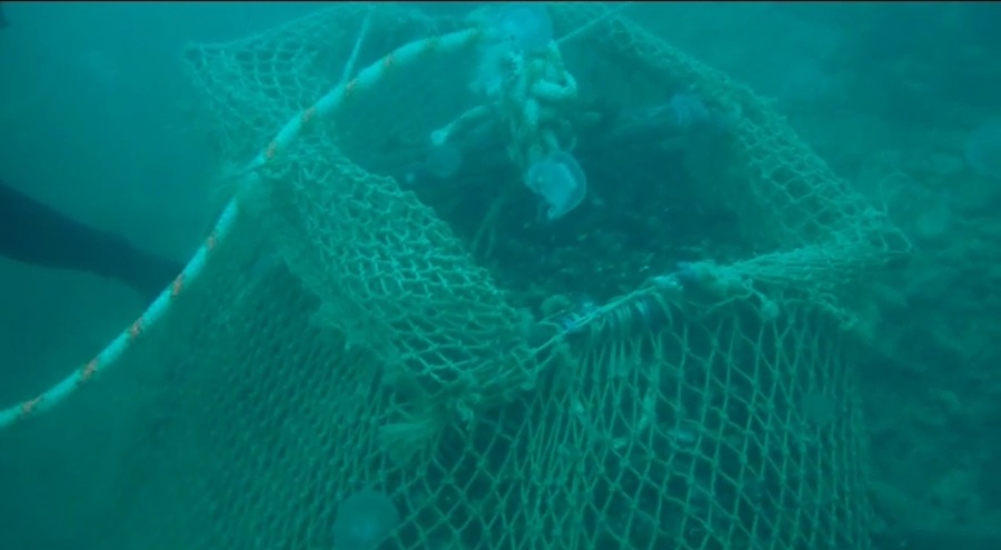 4 buçuk ton kaçak midye ele geçirildi