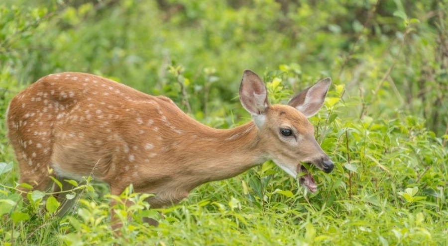 Bilim insanlarından felaket uyarısı! Zombi geyik hastalığı artışta