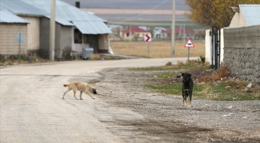 Ankara'da sahipsiz köpeklerden kaçarken otomobil çarptı!