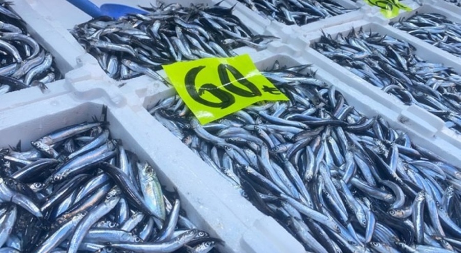 Balık fiyatları düştü, talep çoğaldı