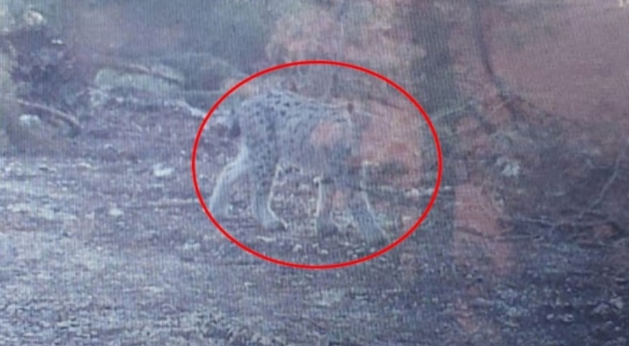 Nesli tükenmek üzere olan vaşak görüntülendi!