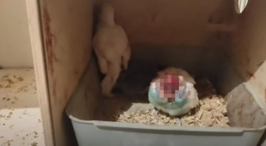 Yamyam muhabbet kuşu yavrusunu yedi!