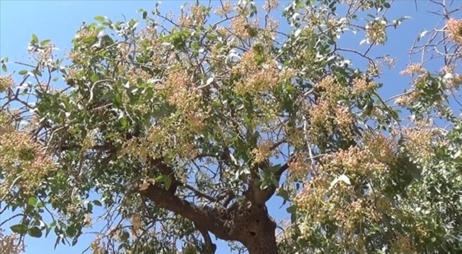 Siirt'te bıttım, kilosu 800 liradan satılıyor!