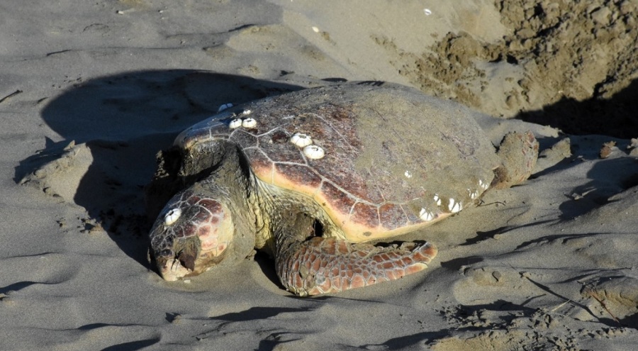 Nesli tükenmekte olan caretta caretta ölü halde bulundu