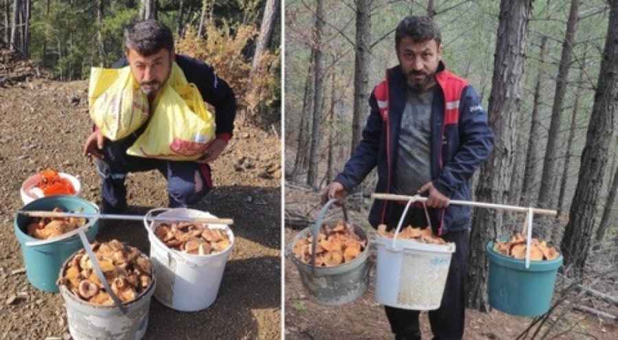Ormandan topluyor: Aylık kazancı 90 bin lira!