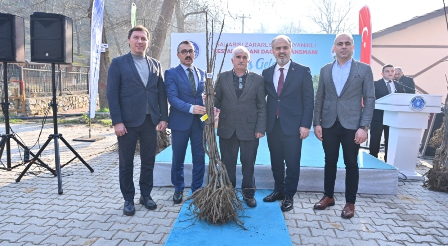 Bursa'da üreticiye kestane fidanı dağıtıldı