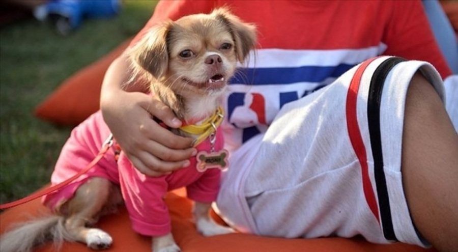 Yaşlılıkta evcil hayvan sahibi olmak demans riskini düşürüyor