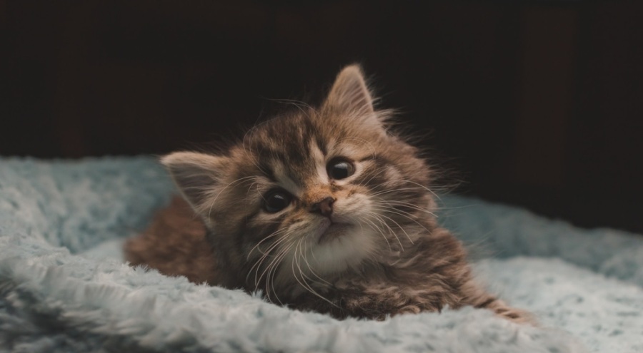 Yavru kediyi işkenceyle öldüren zanlı yakalandı!