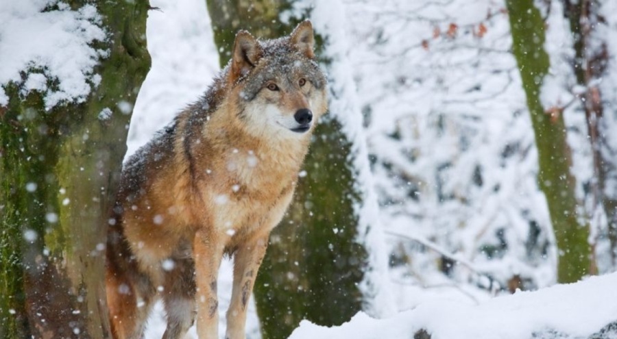 İsviçre'de mahkeme kurtların öldürülmesini durdurdu