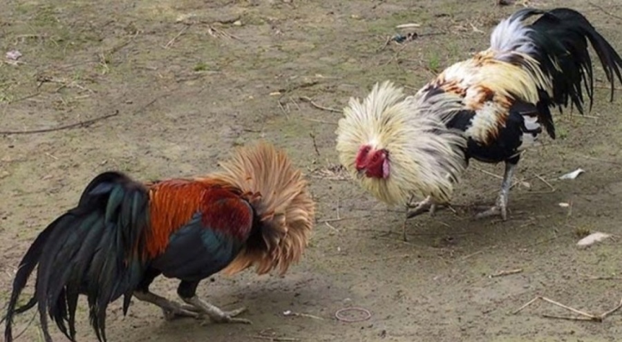 Horoz dövüşüne polis baskını: 8 kişi gözaltına alındı!