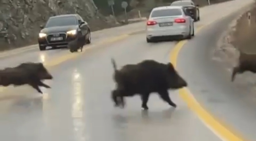 Bursa'da  domuz sürüsü karayoluna indi