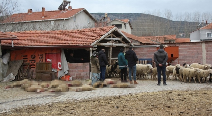 Sahipsiz köpekler 20 küçükbaş hayvanı telef etti