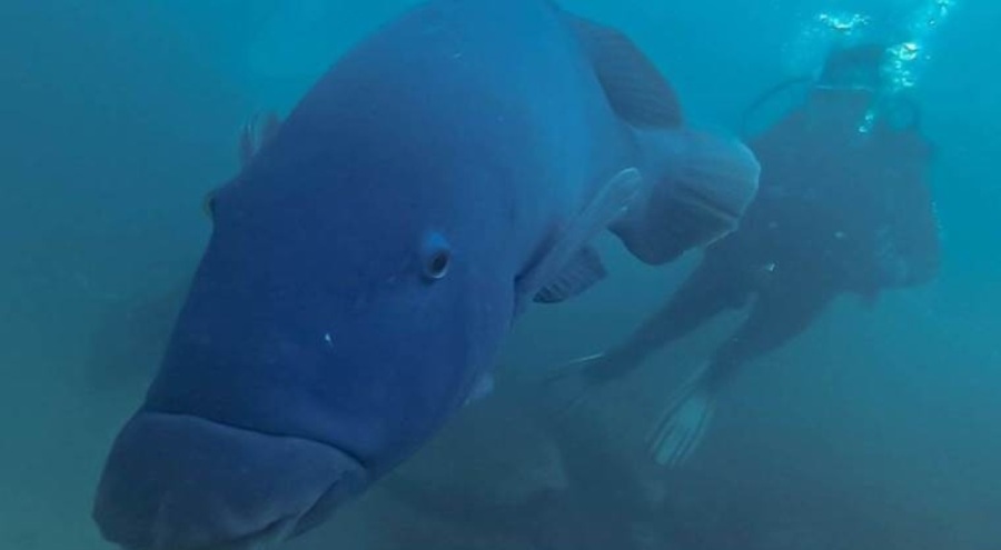 Koruma altındaki balığı öldüren adama para cezası verildi