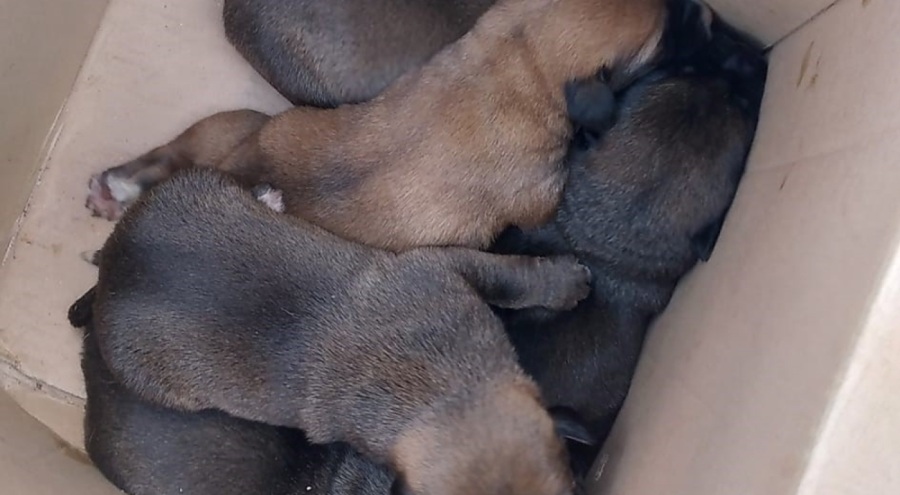 Çöpe atmışlar! 5 yavru köpek kurtarıldı