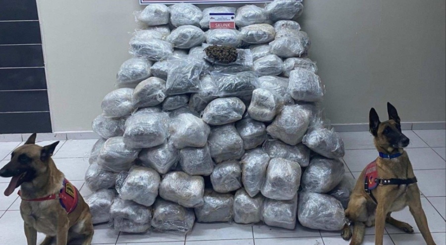 Elazığ'da uyuşturucu operasyonunda 138 kilo skunk bulundu