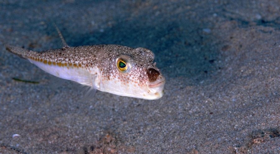 Babanın tuttuğu balon balığı 7 kişilik aileyi zehirledi