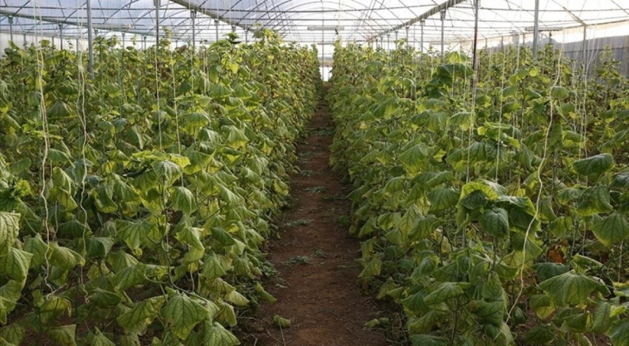 Suruç Ovası'nda seralar çiftçilerin gelirini artırdı