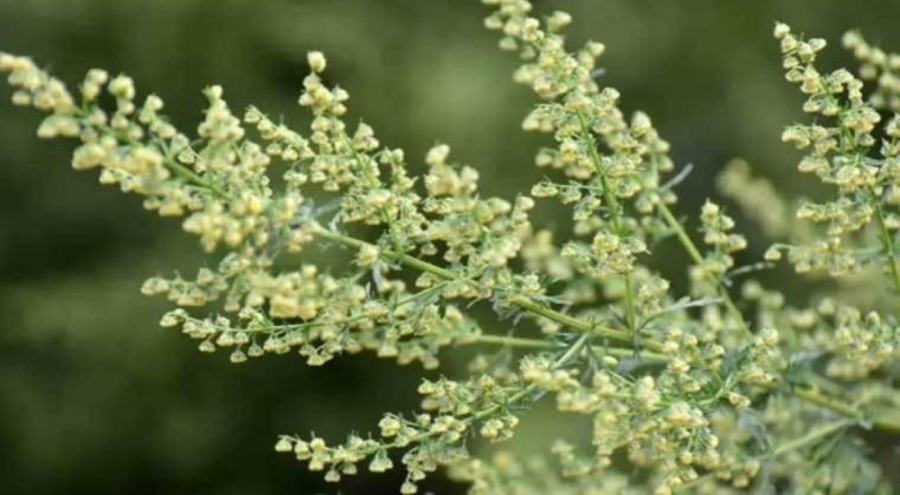 Uzmanı duyurdu: Kanser hastalarına umut olacak!