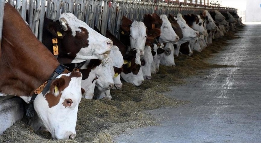 Deprem bölgesindeki yetiştiricilere hayvan dağıtımı tamamlandı