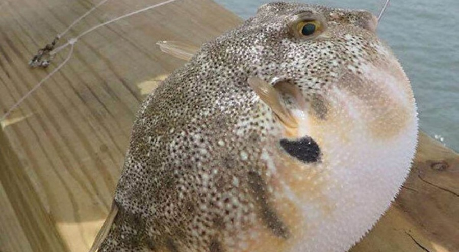 Uzmanlardan balon balığı uyarısı geldi: Hayatınızı riske atmayın!