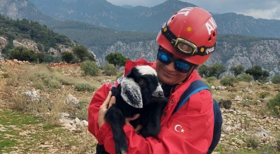 Mahsur kalan keçi ve yavrusunu AKUT ekipleri kurtardı