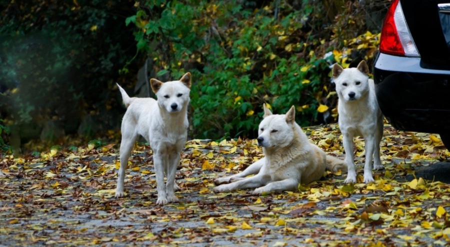 Güney Kore'de halkın yüzde 90'ı artık köpek eti yemek istemiyor!