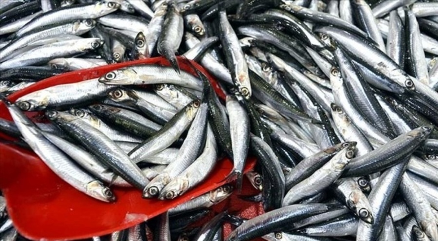 Tezgahın şampiyonu açık ara hamsi oldu