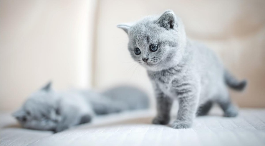 Kedi sahiplenmek isterken dolandırıldı