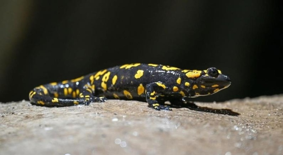 Nesli tehlike altındaki "sarı benekli semender" görüldü