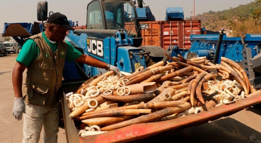 Nijerya'da fildişi imha edildi! Değeri 11,2 milyon dolar