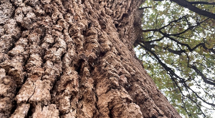 Ormanda kestiği ağacın altında kalıp yaşamını yitirdi