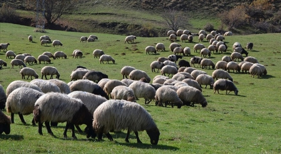 2023'te yöresel hayvancılık işletmelerine 6,2 milyon lira destek verildi