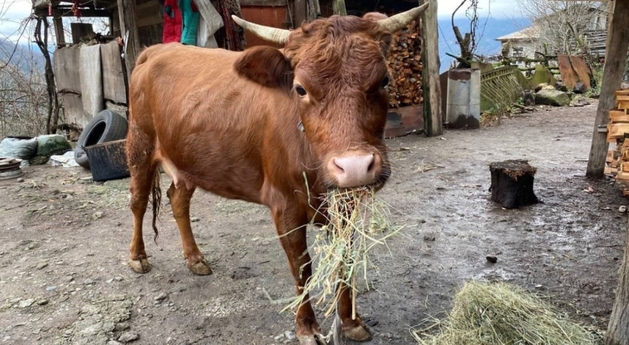 Türkiye-Gürcistan sınırında firari inek alarmı