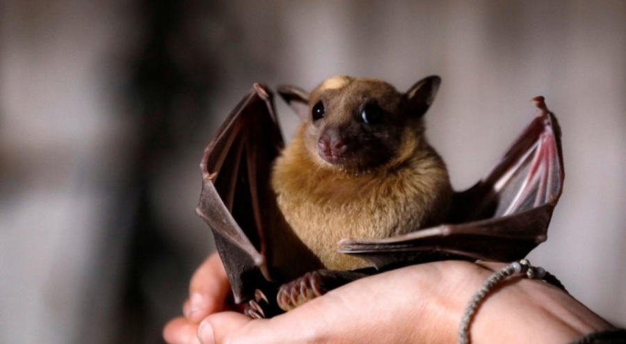 Yarasa dışkısında yeni virüs keşfedildi!