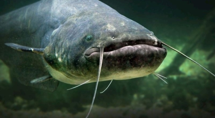 71 kilo ağırlığında yayın balığı yakalandı