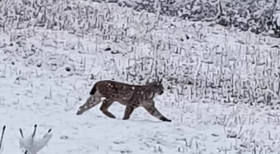 Nesli tükenme tehlikesi altında olan vaşak Trabzon'da görüntülendi