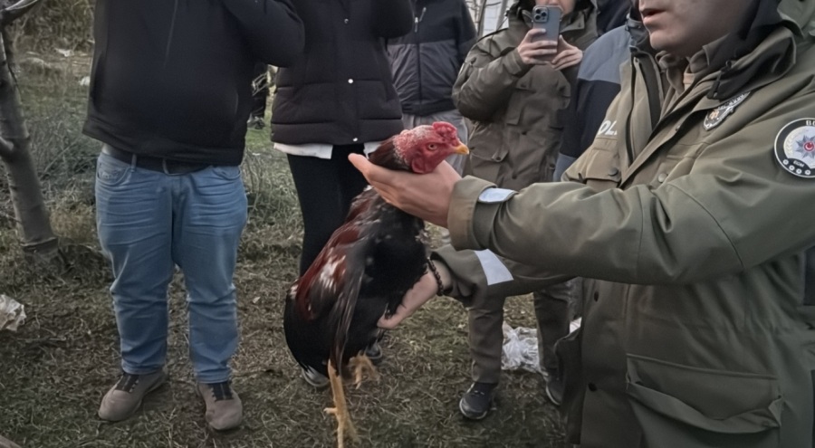 Bursa'da horoz dövüştürülen çadırlardaki şüphelilere gözaltı!