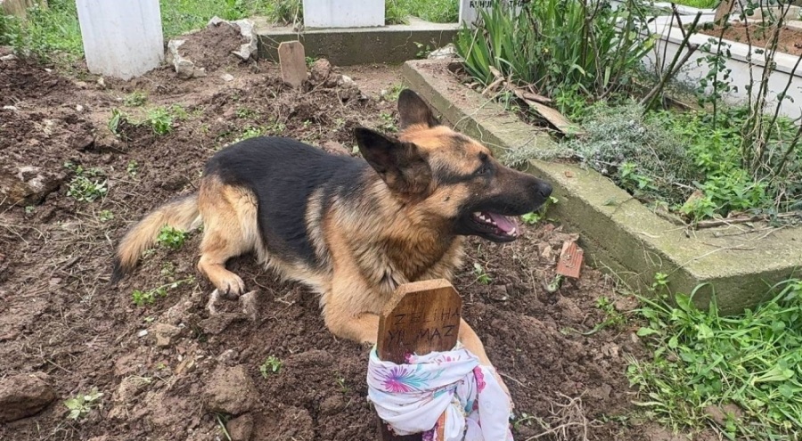 Bursa'da evladı gibi baktığı köpeği 52 gündür mezarının başından ayrılmıyor