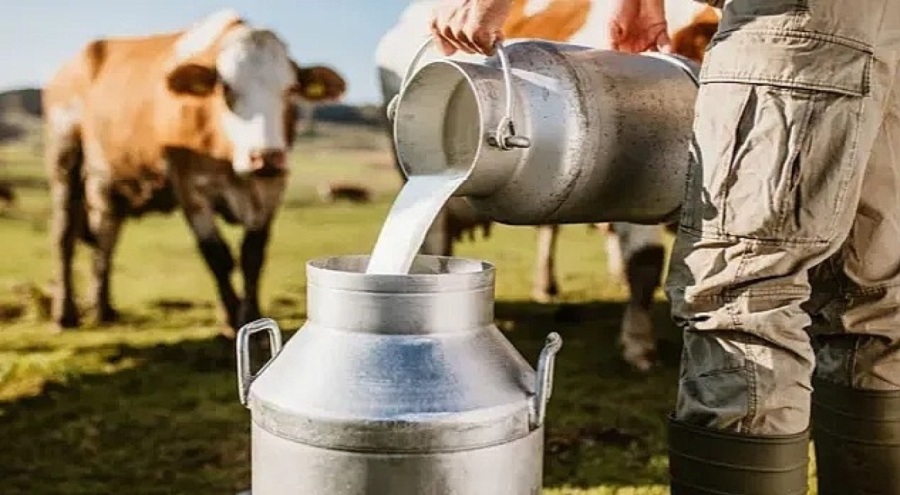 Toplanan inek sütü miktarı yüzde 4,6 arttı - Başka Gazete